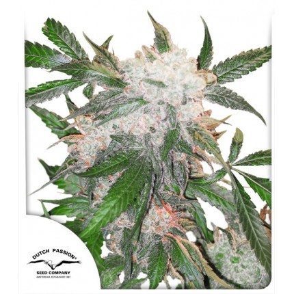 white-widow-image