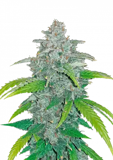 blue-dream-auto-image