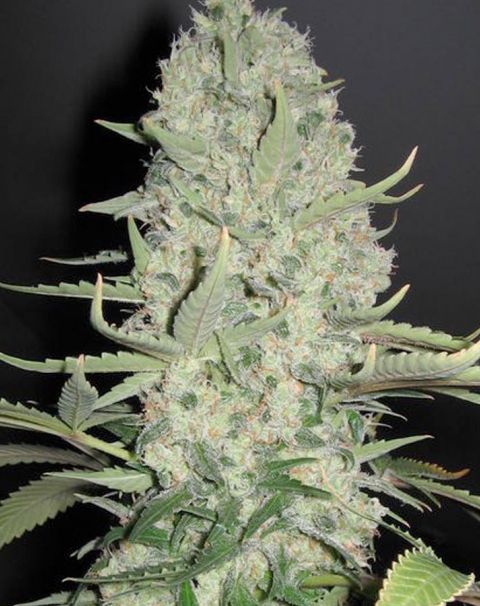 white-widow-x-big-bud-image