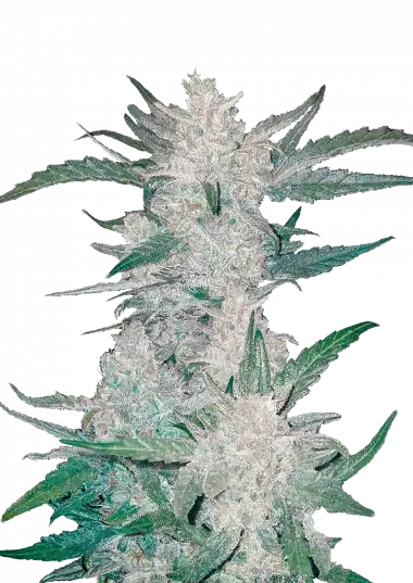 mexican-airlines-auto-image