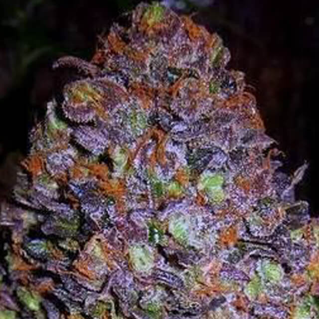 purple-haze-auto-image