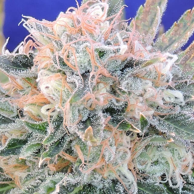 auto-blueberry-ghost-og-image