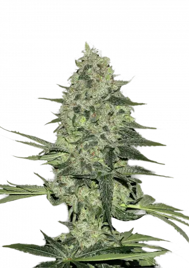 rhino-ryder-auto-image