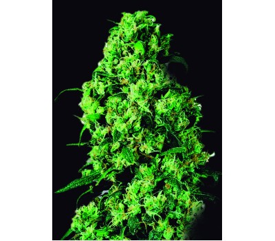 dulce-de-leche-image