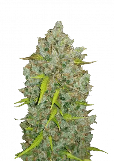 bubblegum-auto-image