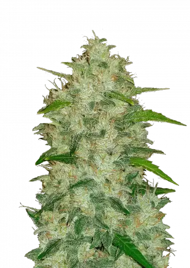 chemdawg-auto-image