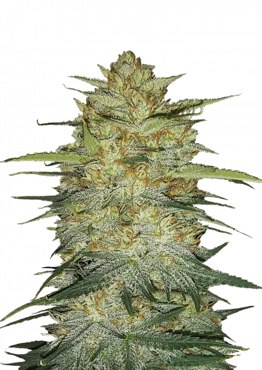 og-kush-auto-image