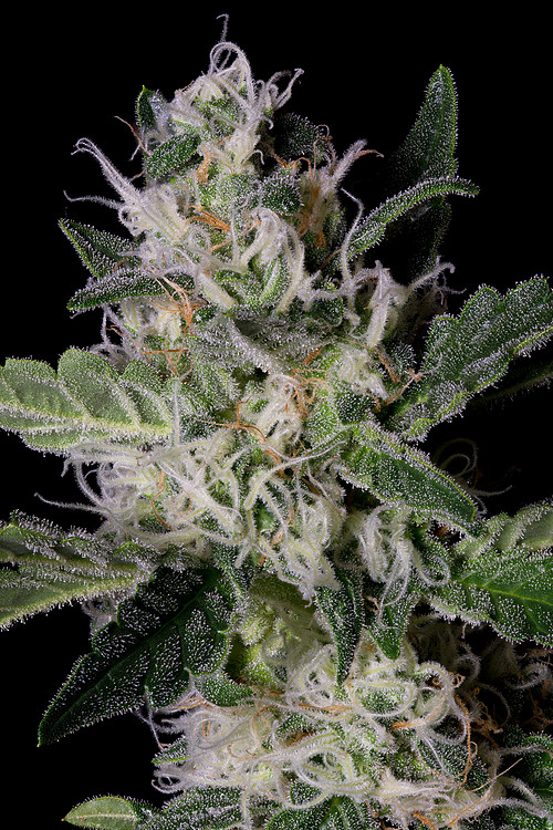 platinum-cookies-image