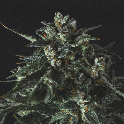 black-diesel-image