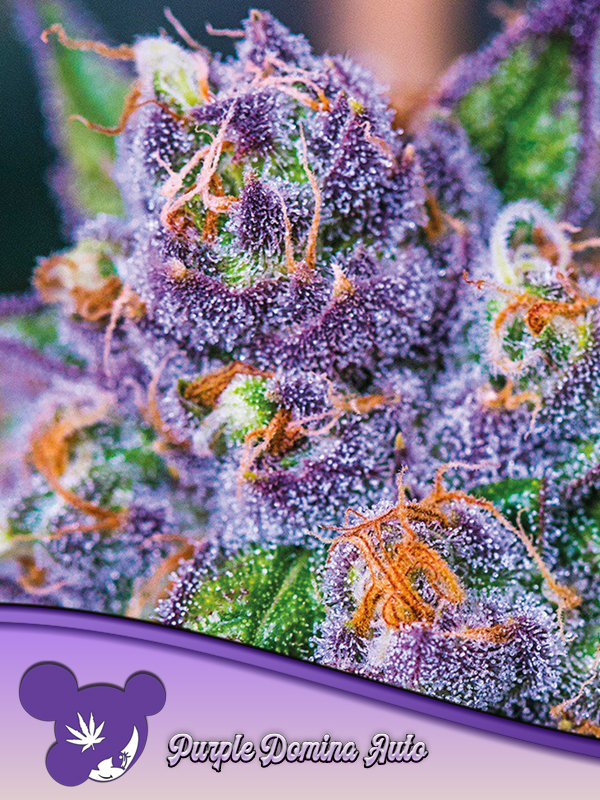 purple-domina-auto-image
