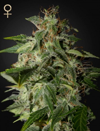 afgooey-(strain-hunters-seed-bank)-image
