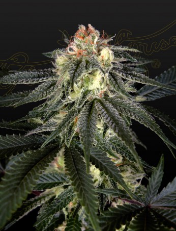 exodus-cheese-x-durban-panama-image