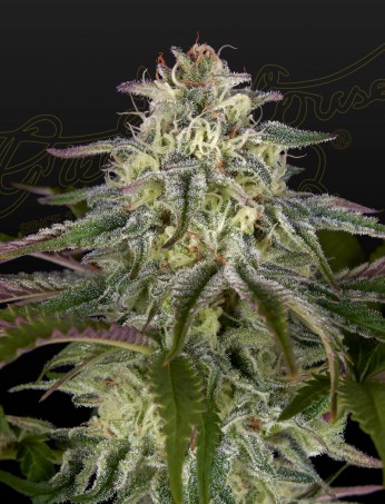 gh-cheese-x-lemon-wookie-glue-image