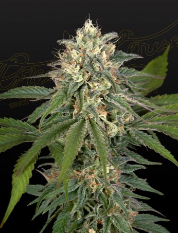 hawaiian-snow-x-amnesia-x-face-off-image