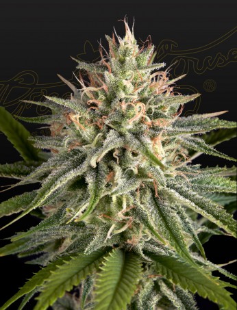 hawaiian-snow-x-sour-banana-image