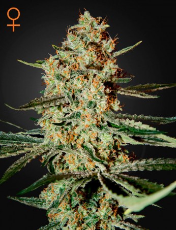 himalaya-gold-(feminised)-image