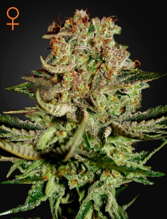 super-bud-(feminised)-image