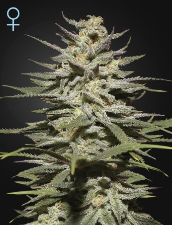 super-lemon-haze-cbd-(feminised)-image