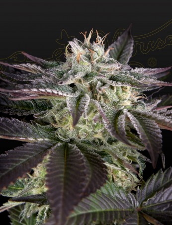 sweet-valley-kush-x-amnesia-x-dosidos-image