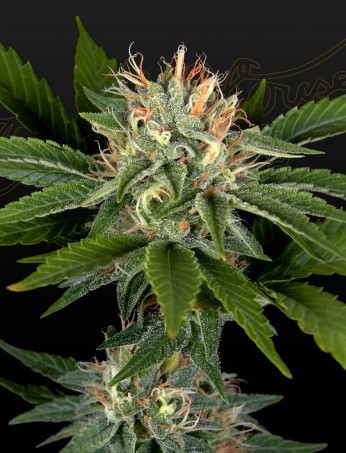 sweet-valley-kush-x-california-black-rozé-image