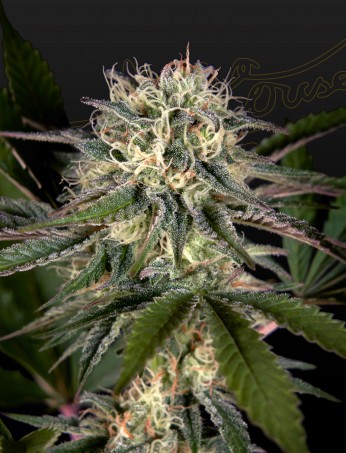 sweet-valley-kush-x-swaziland-(pure-landrace)-image