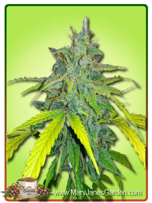 california-orange-autoflower-image