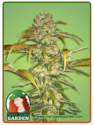 hawaiian-skunk-autoflower-image