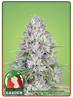 haze-autoflower-image