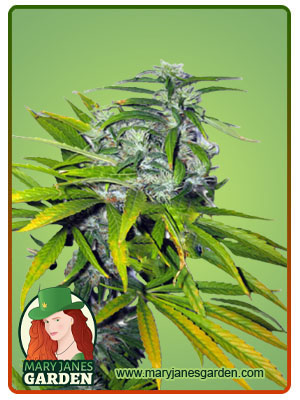 mango-haze-autoflower-image