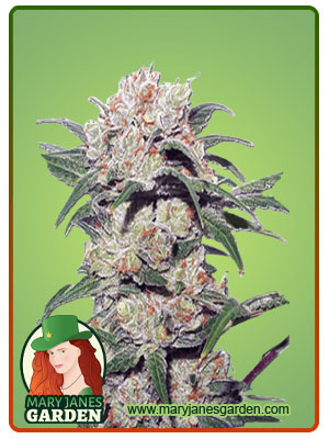 mint-head-autoflower-image