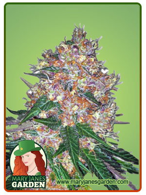 pink-runtz-autoflower-image