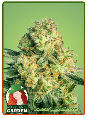 the-big-dirty-autoflower-image