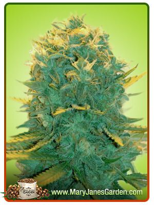 new-york-power-diesel-image