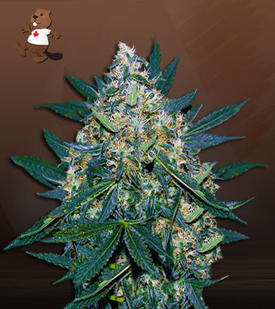 black-indica-image