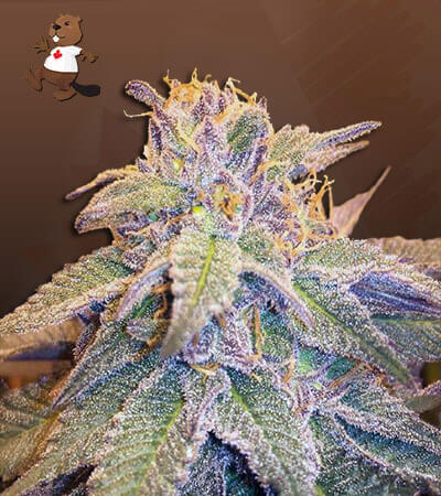 blueberry-og-image