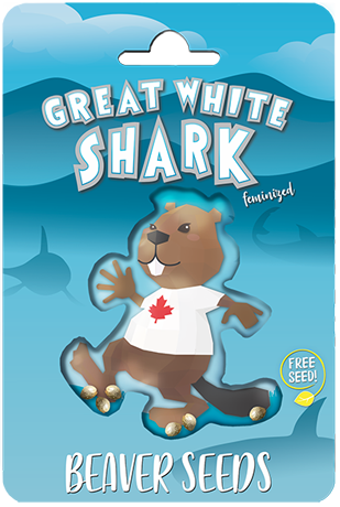 great-white-shark-image