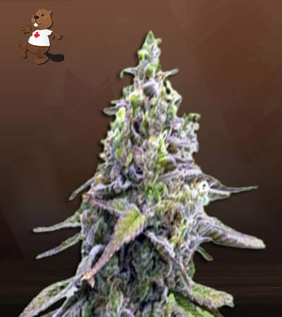 green-apple-pie-image