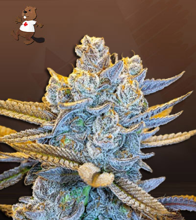 rainbow-sherbert-image