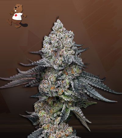 wedding-crasher-image