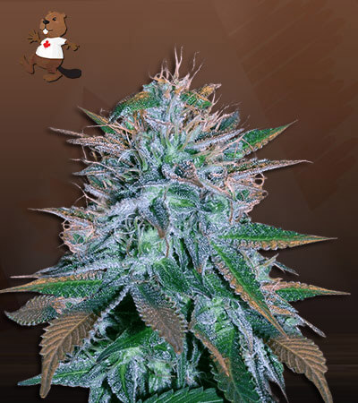 white-widow-image