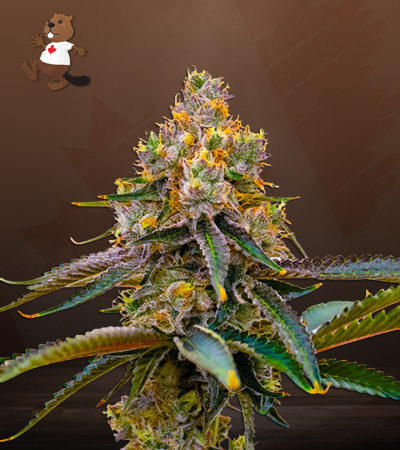 amnesia-purple-image