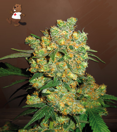 big-bud-image