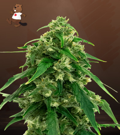 black-water-purple-og-cheese-image