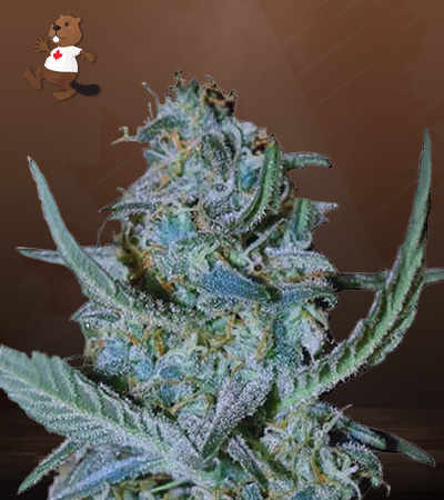blue-cheese-image