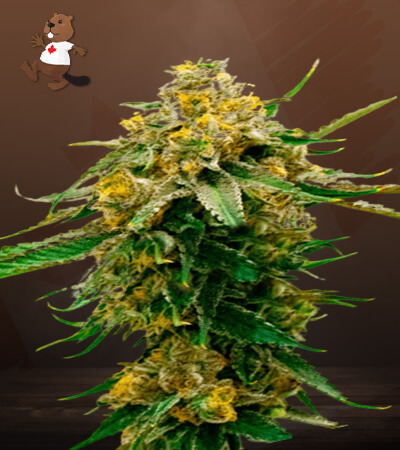 gorilla-g-lemon-image