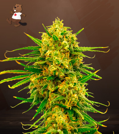 gorilla-lemon-fire-image