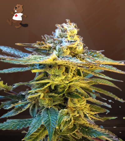 grandaddy-black-image