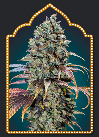 chocolate-cream-image