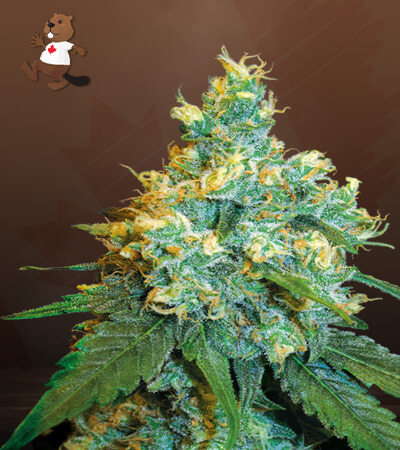 jack-herer-image