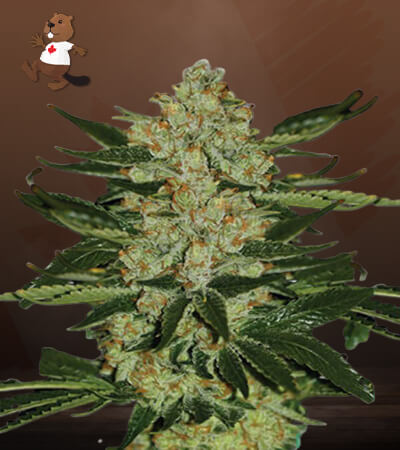 oregon-underdawg-image